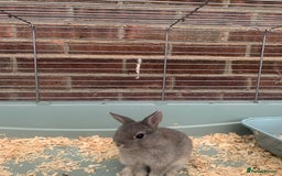 Netherland Dwarf rabbits for sale: Bunnies Netherland Dwarf Rabbits - Image 15