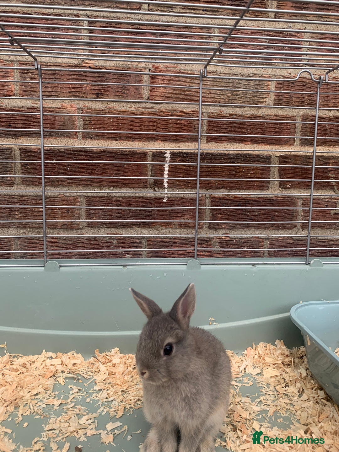 Netherland Dwarf rabbits for sale: Bunnies Netherland Dwarf Rabbits - Image 15