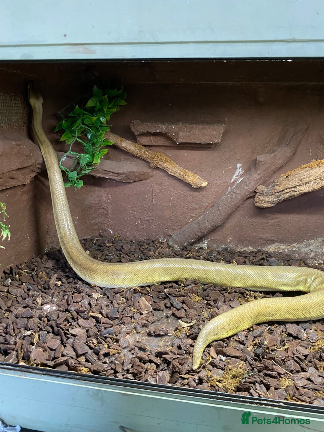 Python Snake reptiles for sale: Ball Pythons  - Advert 2