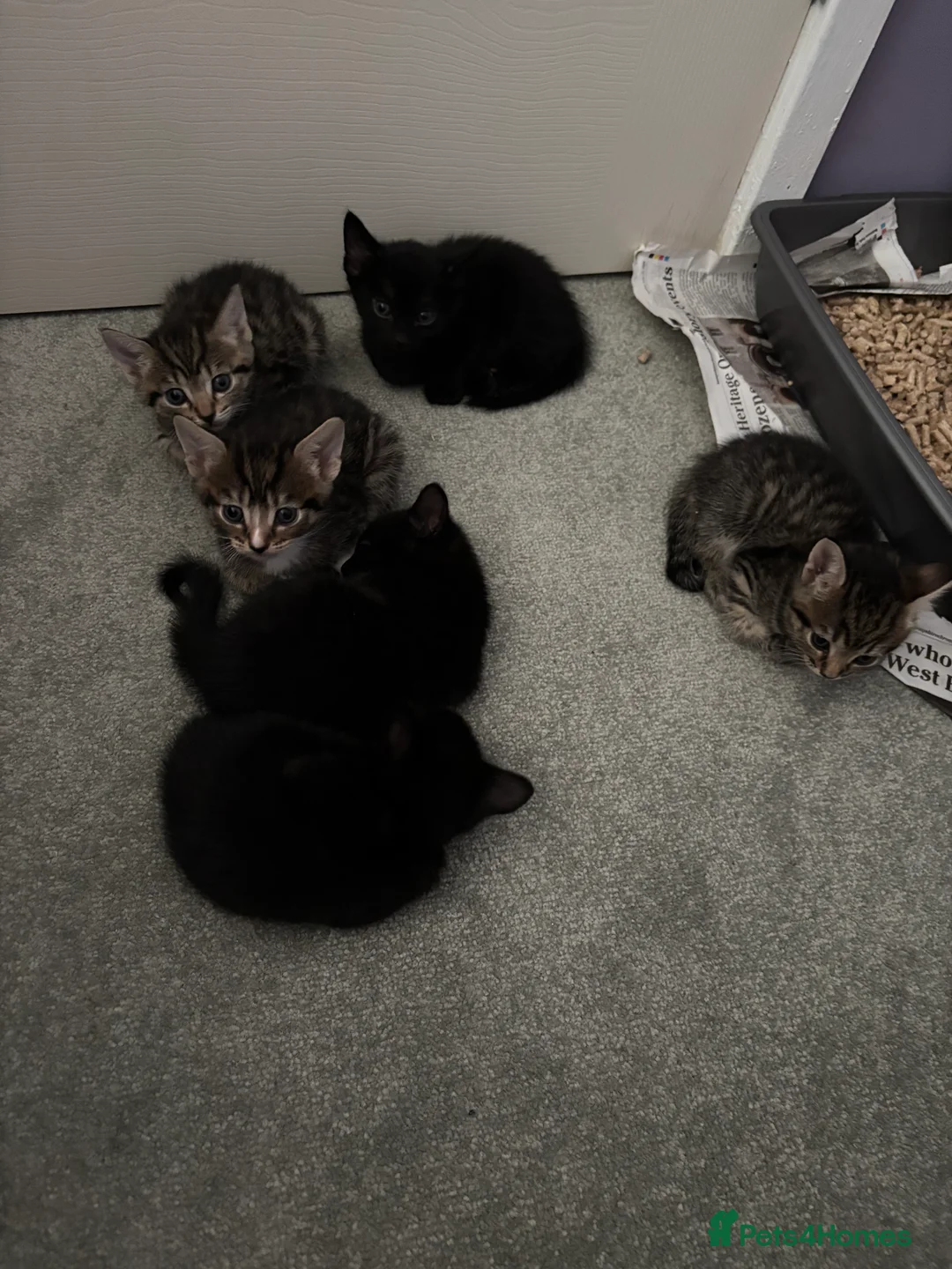 British Shorthair cats for sale: Last tabby boy! - Advert 2