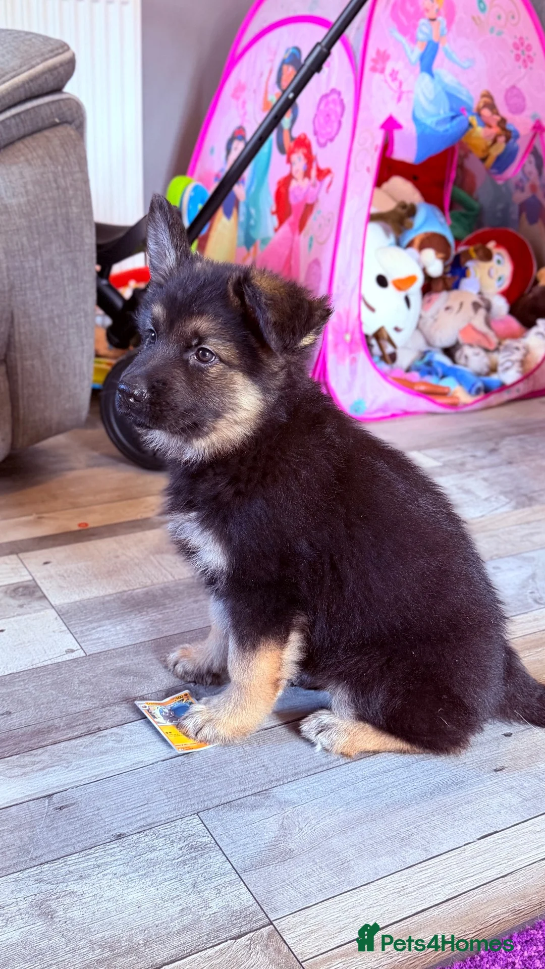 German Shepherd dogs for sale: KC registered German shepherd puppies.  - Advert 2