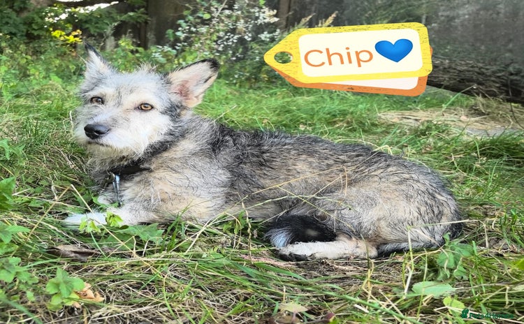 Mixed Breed dogs - Advert 4