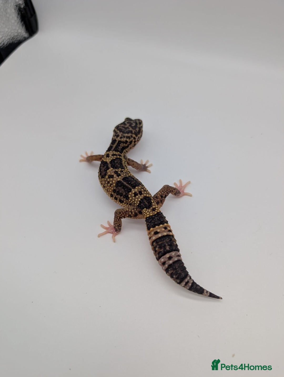 Leopard Gecko reptiles for sale: Black Night Cross Leopard Gecko  - Advert 24