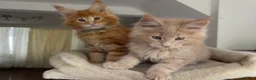 Maine Coon cats for sale: TICA Reg Maine Coon Kittens Ginger Red Cream - Advert 7