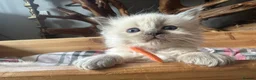 Ragdoll cats for sale: Pure blue point ragdoll kittens  - Advert 23