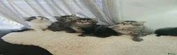 Ragdoll cats for sale: Beautiful Ragdoll cross Norwegian forest kittens  - Advert 13