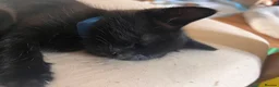 Mixed Breed cats for sale: 4 Adorable playful black kittens. Litter trained  - Advert 19