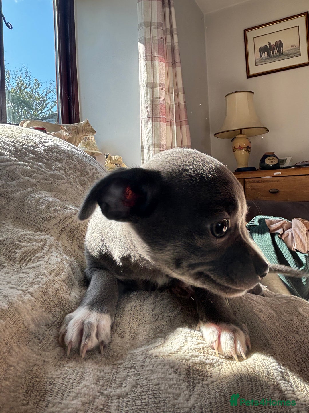 Chihuahua dogs for sale: 10 week old Chihuahua puppies. - Image 9