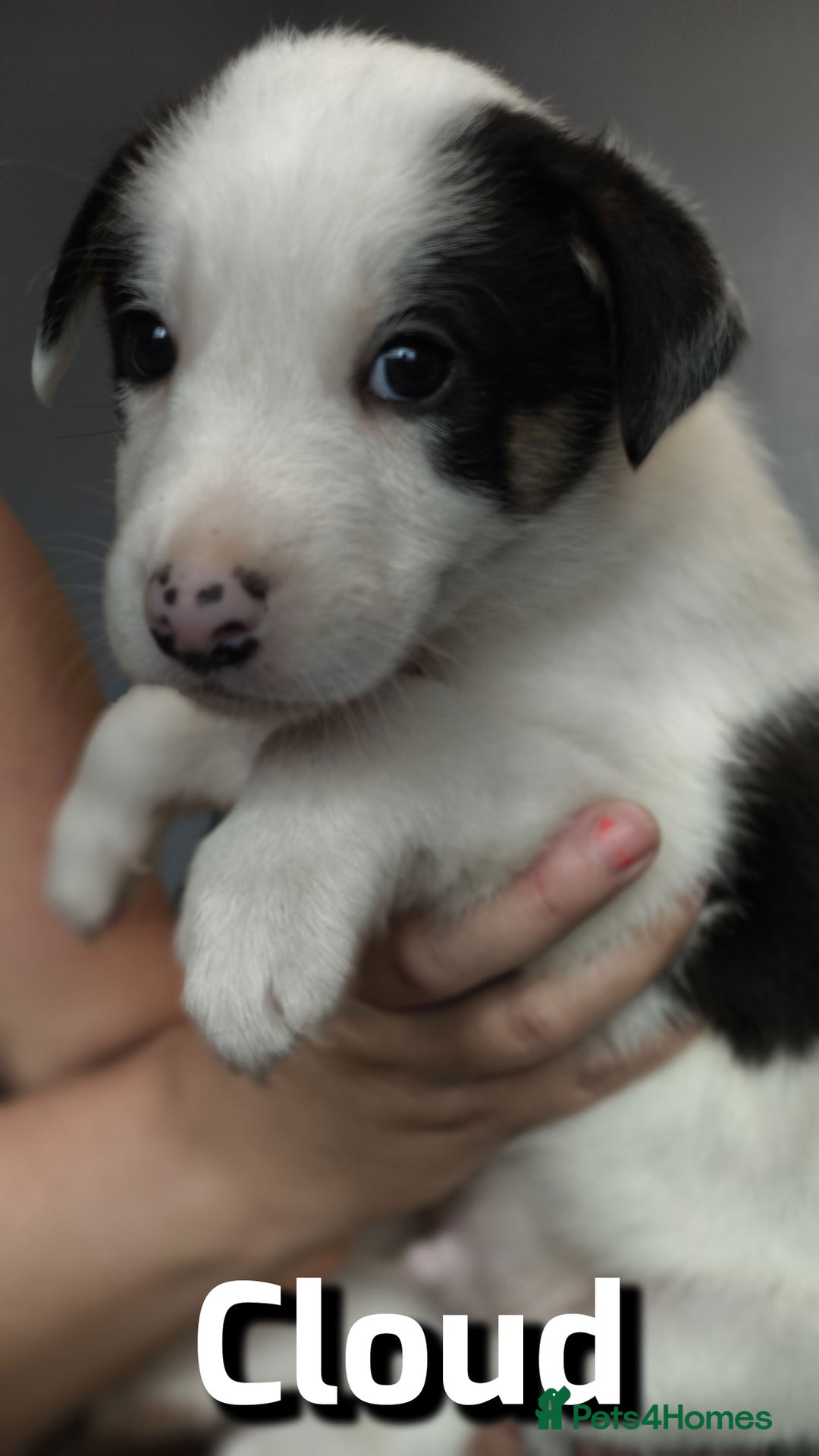 Border Collie dogs for sale: Purebred Border Collie Puppies Tri Intelligent - Image 3