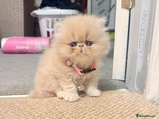 Persian cats Persian Kittens🩷born: 30th September - Advert 7