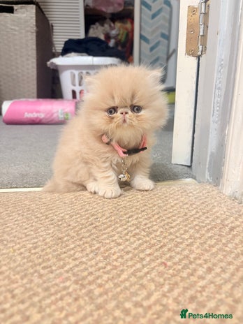 Persian cats - Advert 3