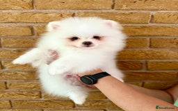 Pomeranian dogs for sale: 🐾✨ Rare White Extra Tiny Size Pomeranian Puppies  - Image 7
