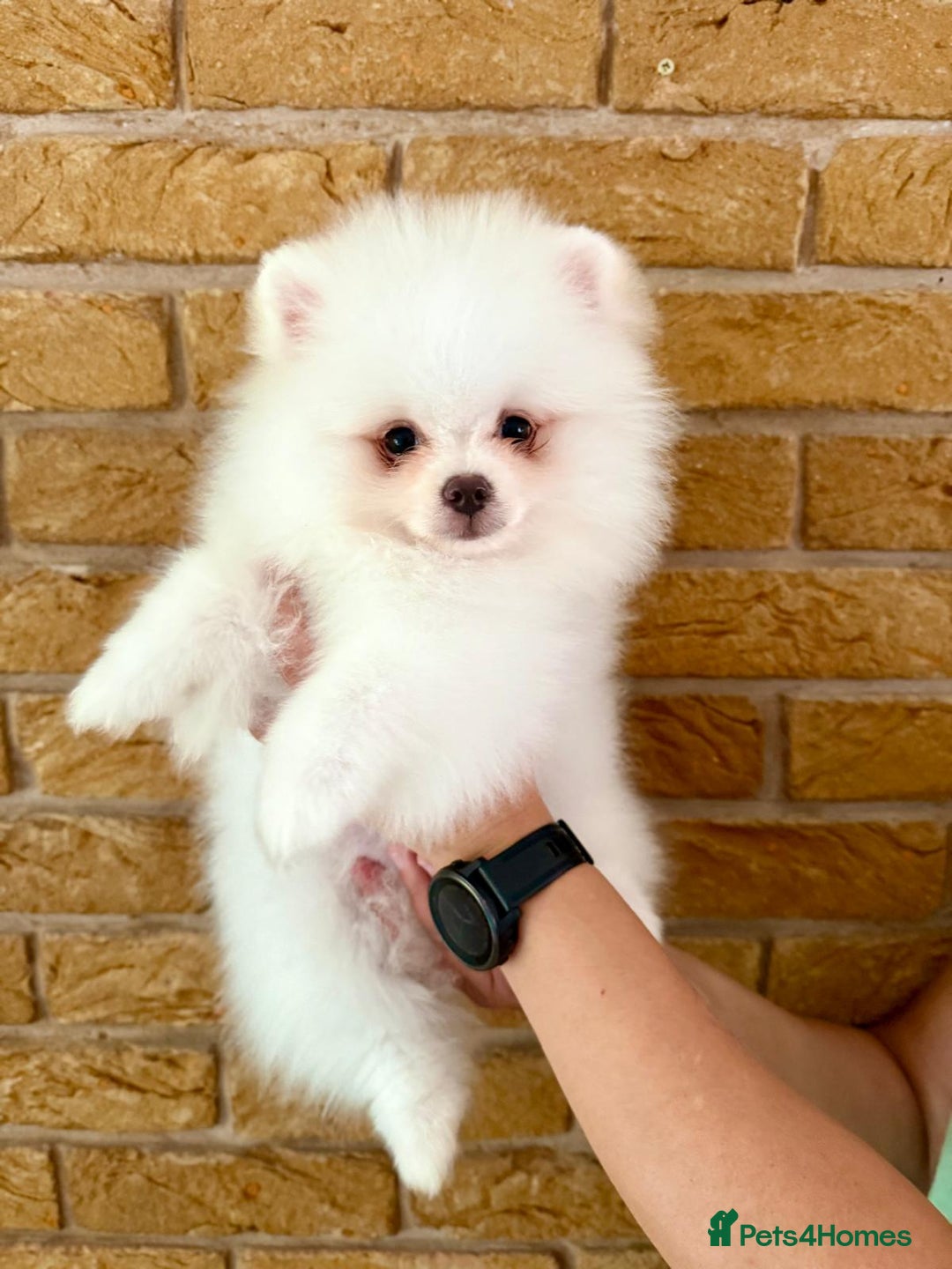 Pomeranian dogs for sale: 🐾✨ Rare White Extra Tiny Size Pomeranian Puppies  - Image 7