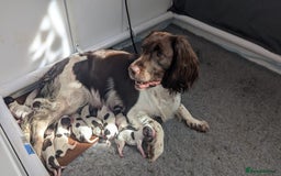English Springer Spaniel dogs for sale: Adorable Springer Spaniel Puppies - Image 1