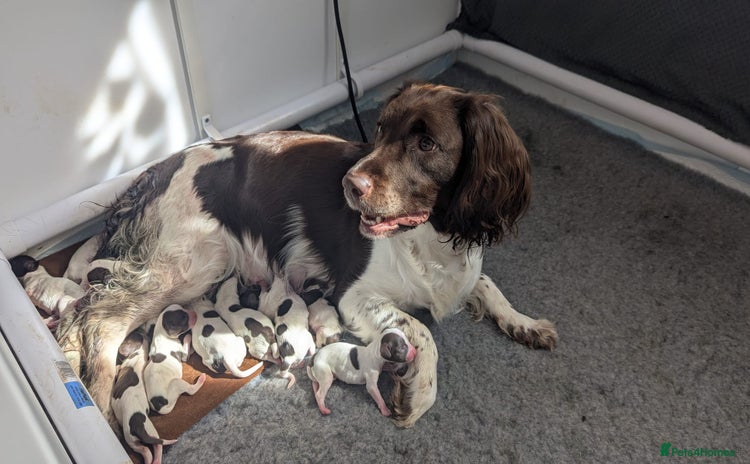 English Springer Spaniel dogs - Advert 1