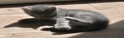 Mixed Breed cats for sale: Beautiful little of kittens ready now!!! - Advert 5