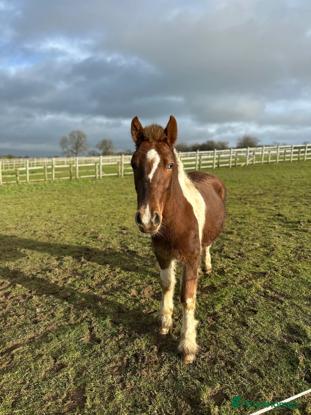 Welsh Section B horses for sale: Calcipher rising 2 year old, 12hh to make 13’2 in Oswestry - Advert 1