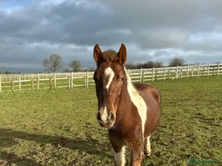 Welsh Section B horses Calcipher rising 2 year old, 12hh to make 13’2 in Oswestry - Advert 2