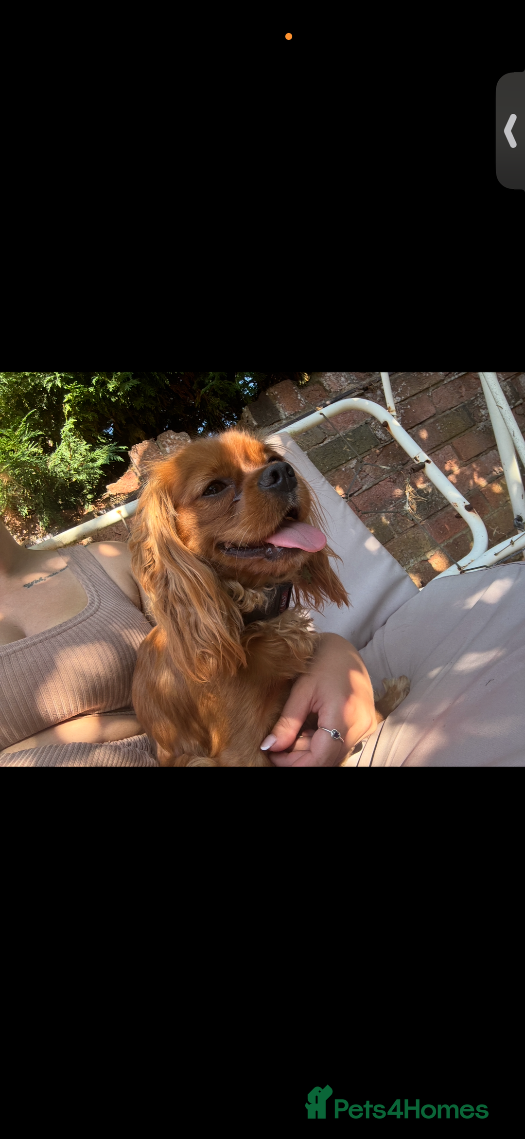 Cavalier King Charles Spaniel dogs for sale: King Charles cavalier rehome  - Advert 4