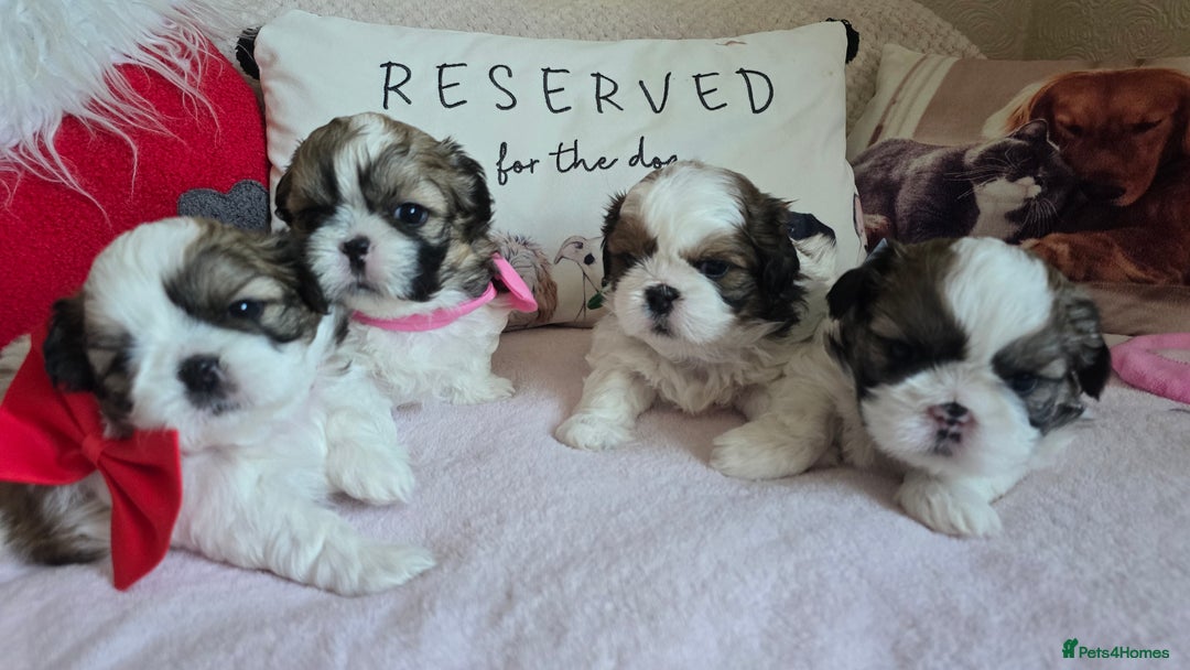 Shih Tzu dogs for sale: Shih Tzu puppies for sale  - Advert 4