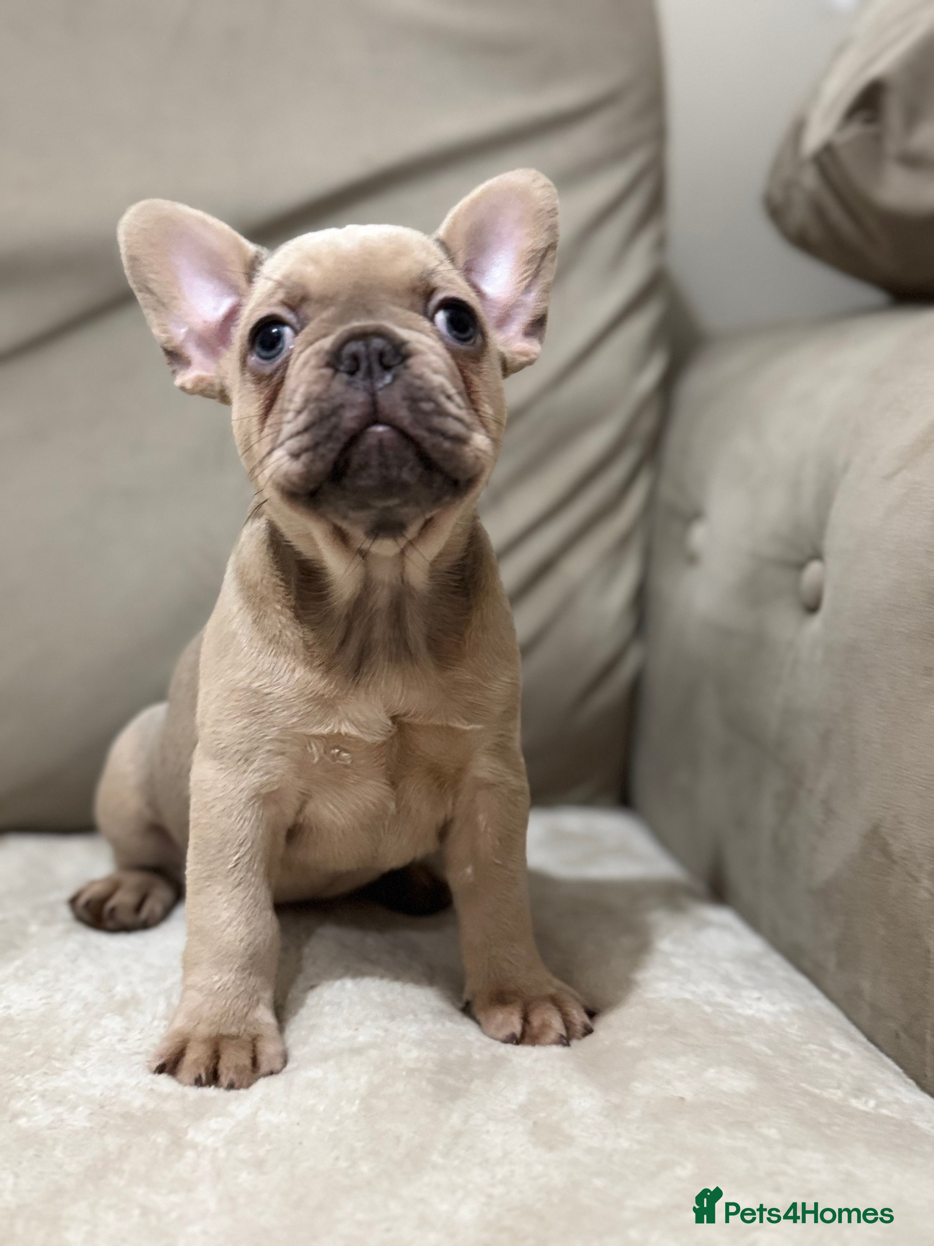 French Bulldog dogs  KC Registered French Bulldog Puppies - Advert 4