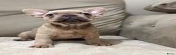 French Bulldog dogs for sale:  KC Registered French Bulldog Puppies - Advert 6