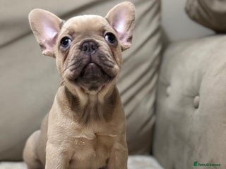 French Bulldog dogs KC Registered French Bulldog Puppies - Advert 5