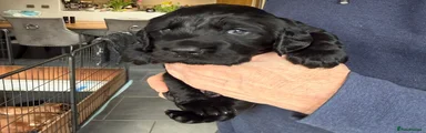 Cocker Spaniel Puppy 5