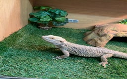 Bearded Dragon reptiles for sale: bearded dragon and vivarium - Image 3