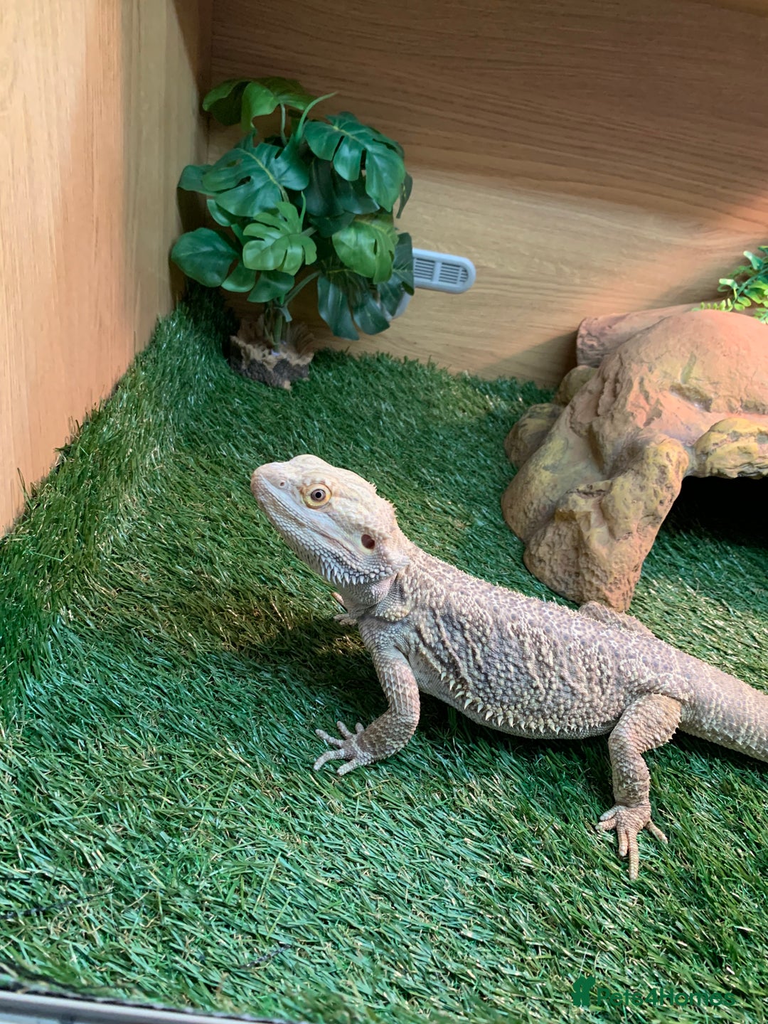 Bearded Dragon reptiles for sale: bearded dragon and vivarium - Image 3