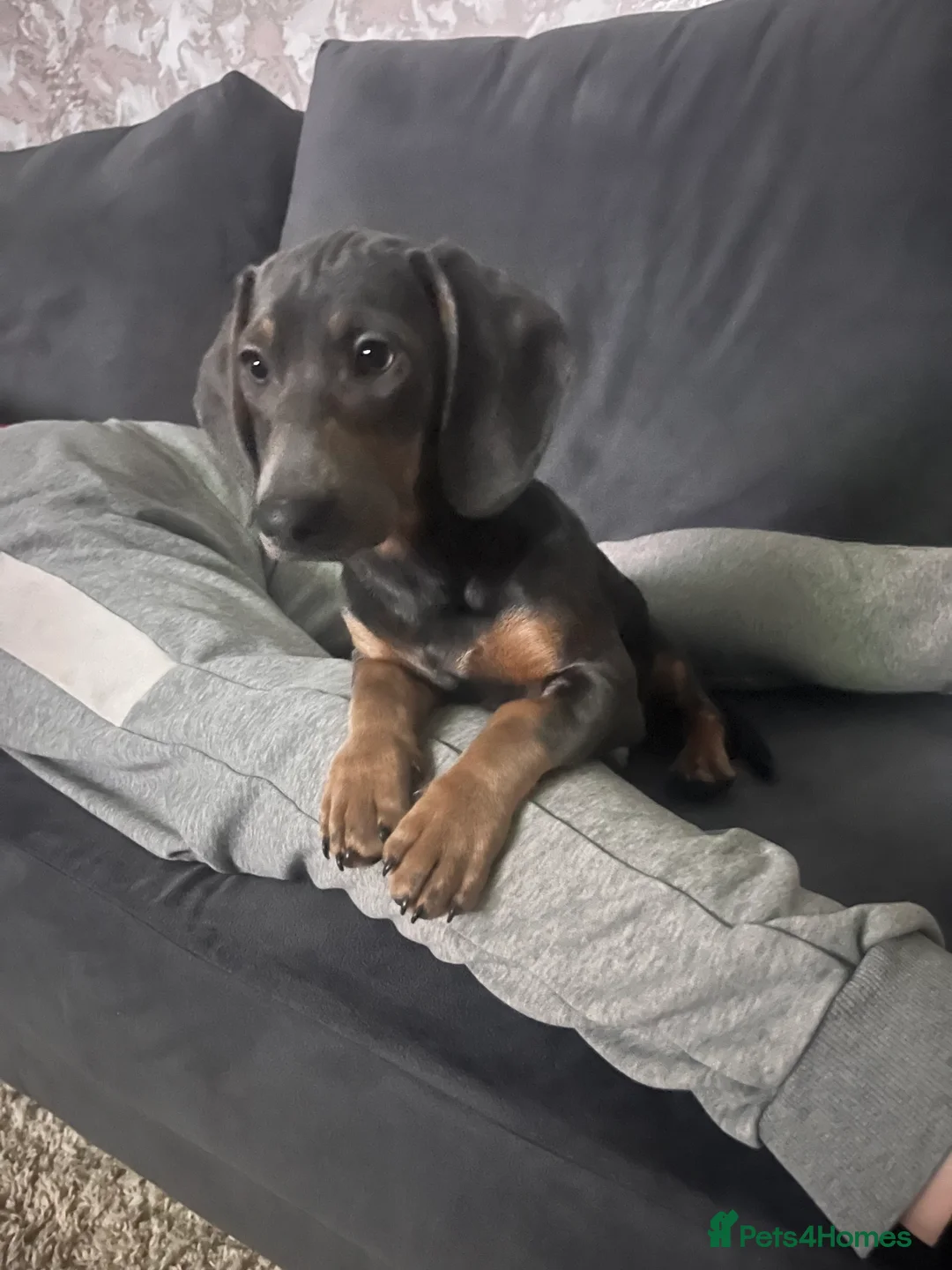 Dachshund dogs for sale: Sausage dog Blu  - Advert 6