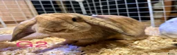Mini Lop rabbits for sale: Beautiful Mini Lop Bunnies  - Advert 9