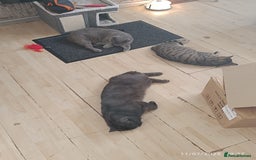 Mixed Breed cats for sale: Tabby kitten - Image 2