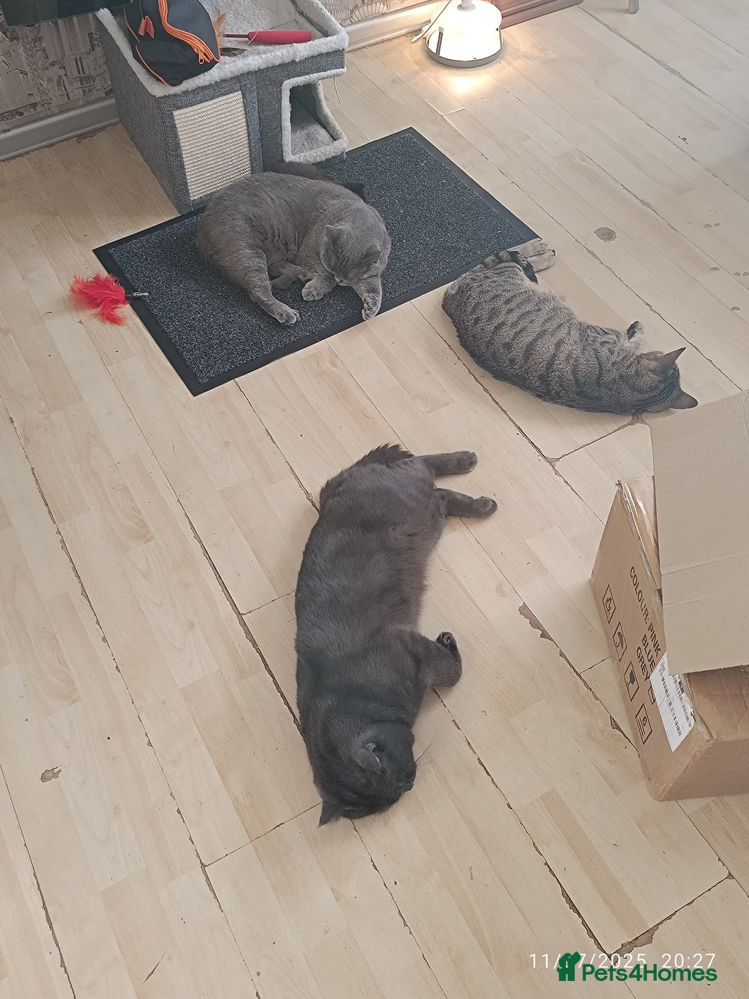 Mixed Breed cats for sale: Tabby kitten - Image 2
