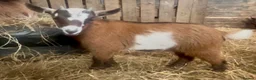 Goats livestock for sale: Pygmy kid wether  - Advert 2