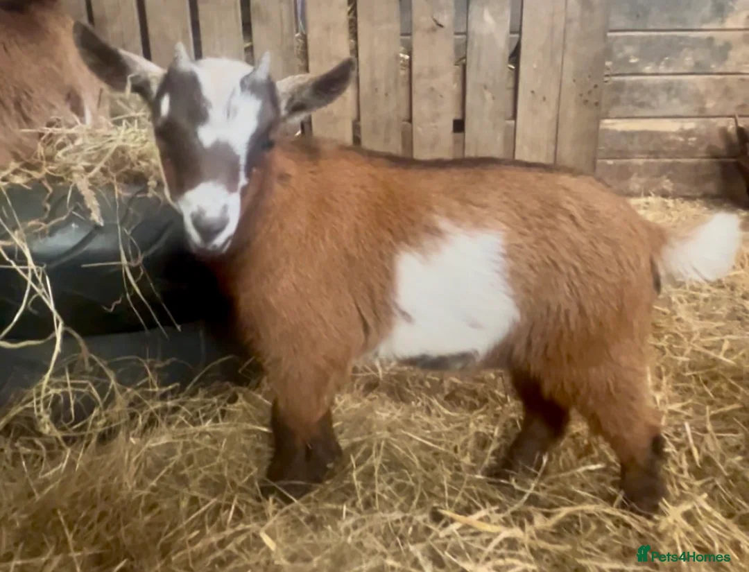 Goats livestock for sale: Pygmy kid wether  - Advert 2