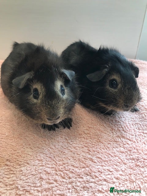 Guinea Pig rodents Young Pure Bred Rex Boar-Aby Sows & Two Brothers - Advert 1