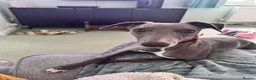 Whippet dogs for sale: Beautiful Blue 28 week old whippet sisters💞£1800  - Advert 5