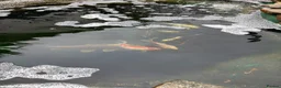 Other/Mixed Breed fish for sale:  8 Healthy Mature Pond Fish Job Lot  in Caerphilly - Advert 6