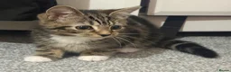 Mixed Breed cats for sale: Beautiful British Shorthair x Bengal kittens - Advert 1