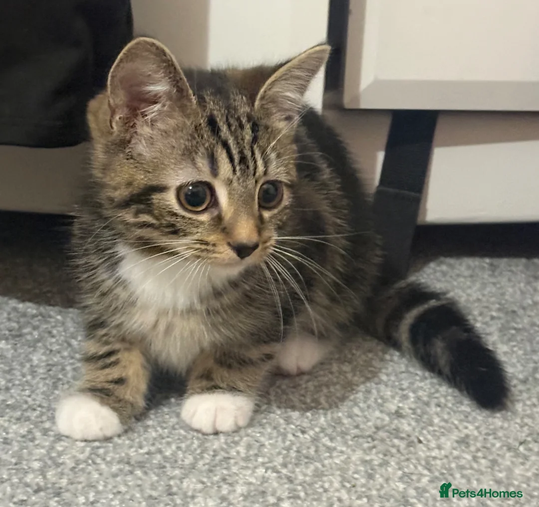 Mixed Breed cats for sale: Beautiful British Shorthair x Bengal kittens - Advert 1