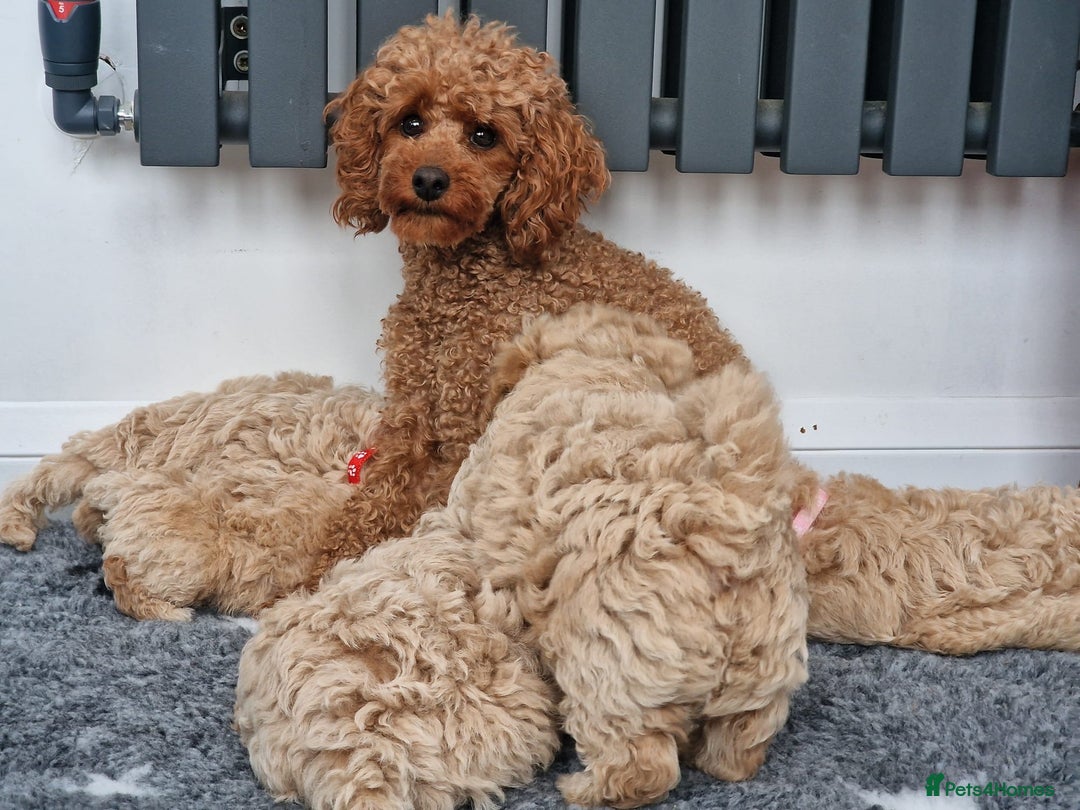 Poochon dogs for sale: Beautiful Poochon Puppies  in Carmarthen - Image 7