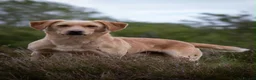 Labrador Retriever dogs for stud: OFTAW Carnochway Glamis  - Advert 2