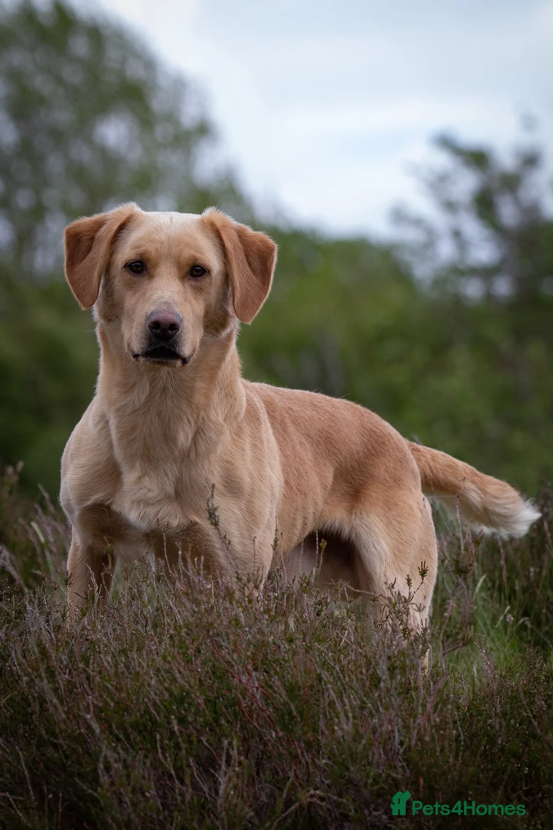 Labrador Retriever dogs for stud: OFTAW Carnochway Glamis  - Advert 2