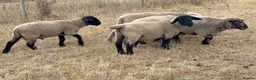 Sheep livestock for sale: Rams for sale - Advert 3