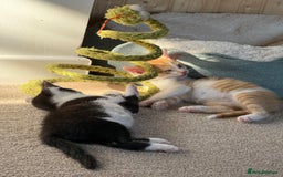 Oriental cats for sale: The Cutest Babies Hand Reared From 2 Weeks - Image 18