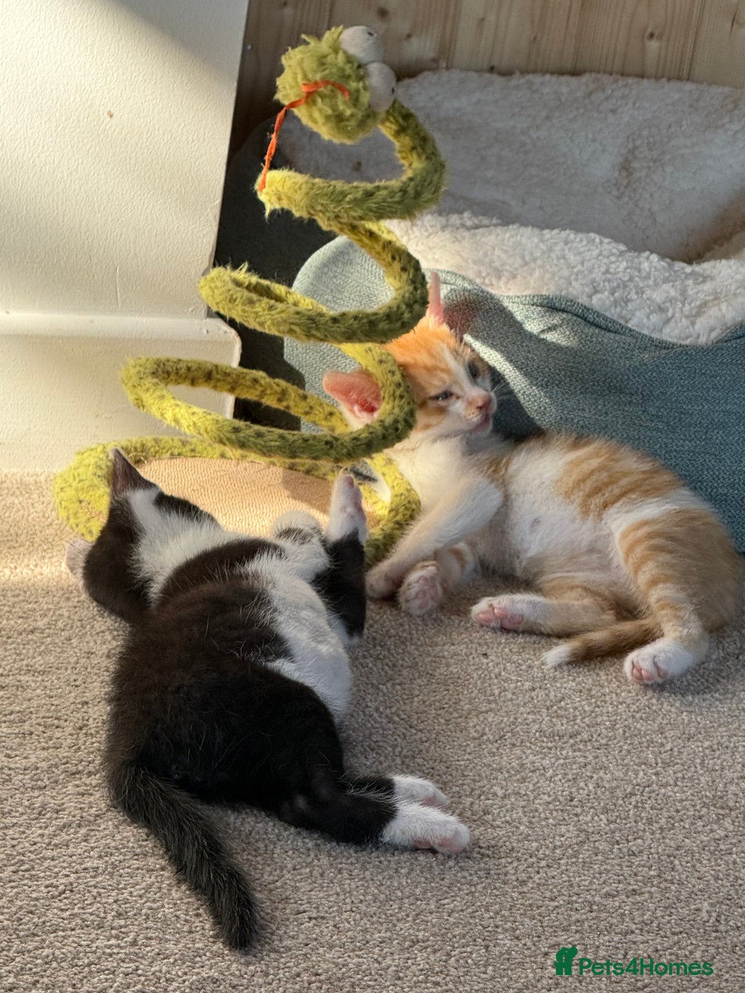 Oriental cats for sale: The Cutest Babies Hand Reared From 2 Weeks - Image 18