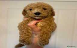 Bernedoodle dogs for sale: Bernedoodle stunning puppies F1b cuddly standard - Image 2