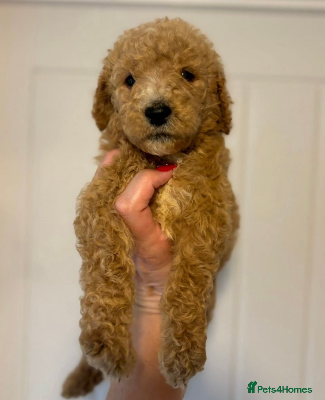 Bernedoodle dogs for sale: Bernedoodle stunning puppies F1b cuddly standard - Image 2