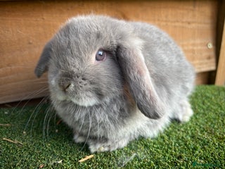 Mini Lop rabbits Litter of pure mini lop babies - Advert 1